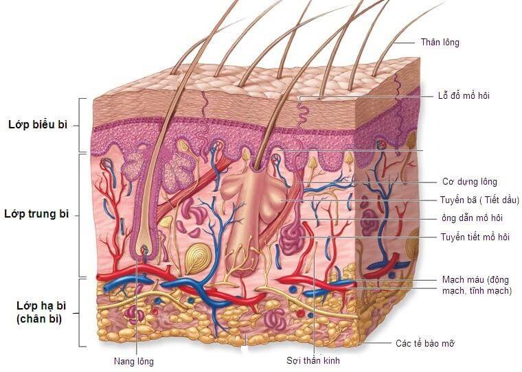 Cấu trúc da mặt